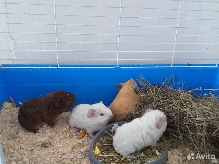 Морские свинки