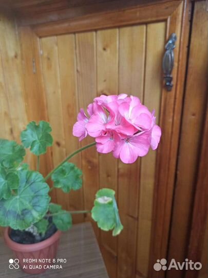 Пеларгония герань малиновая