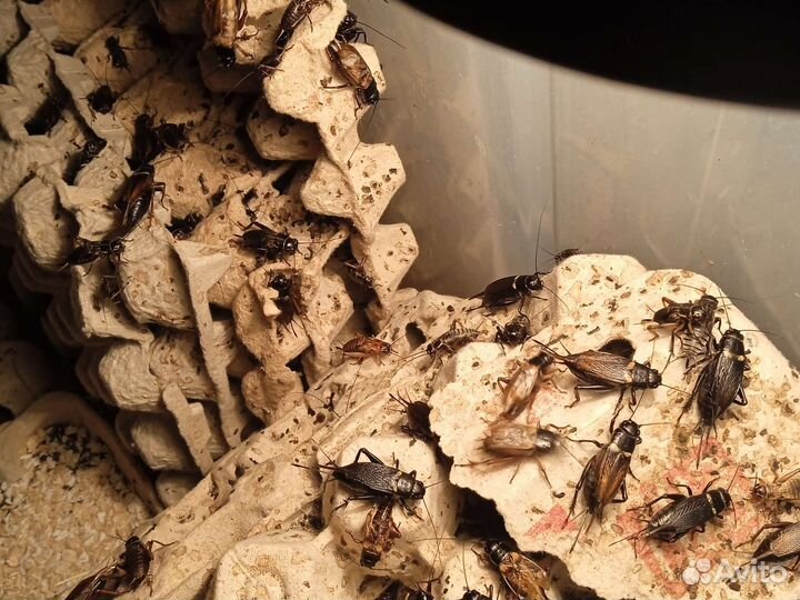 Туркменские, Мраморные, Мадагаскарские тараканы