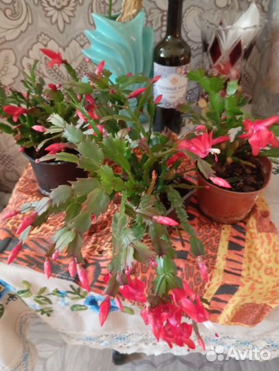 Декабрист цветущий в горшке