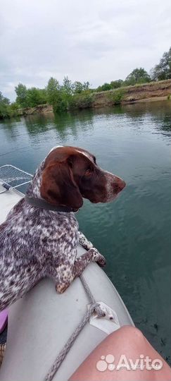 Курцхаар вязка