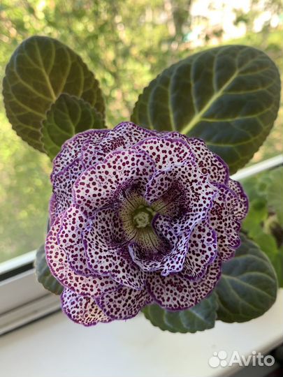 Сортовая глоксиния