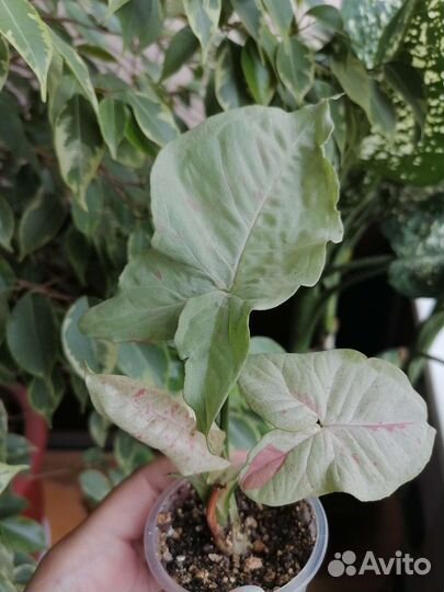 Сингониум милк конфетти