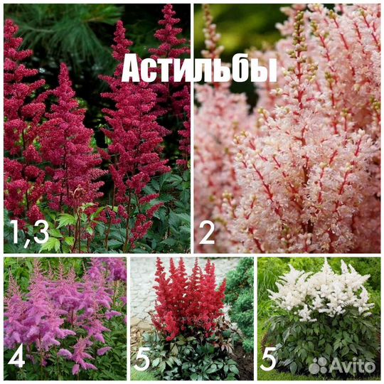 Кустарники и многолетние цветы