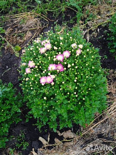 Хризантема