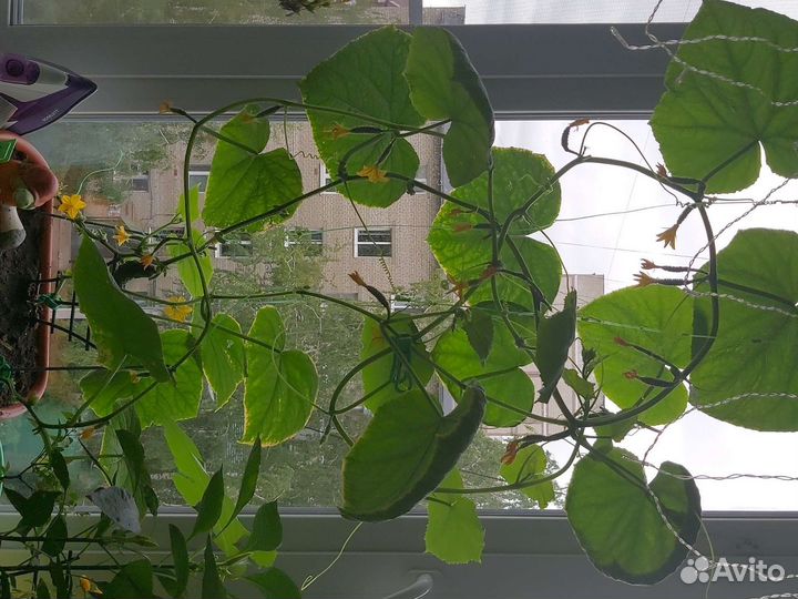 Рассада перец кабачки помидоры патиссоны