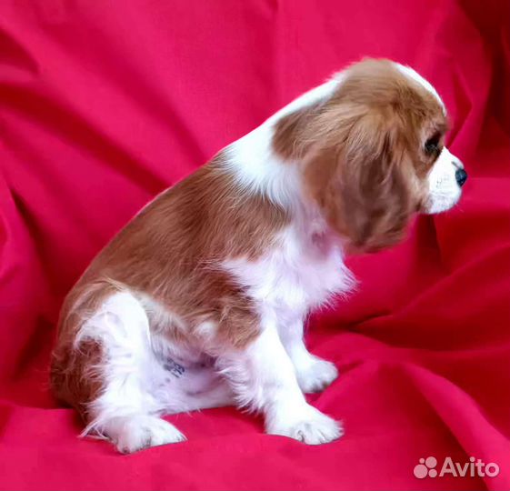 Кавалер Кинг Чарльз спаниель мальчик