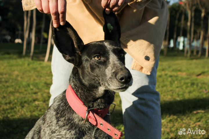 Собака в добрые руки