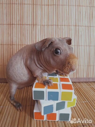 Морская свинка Скинни. Девочка