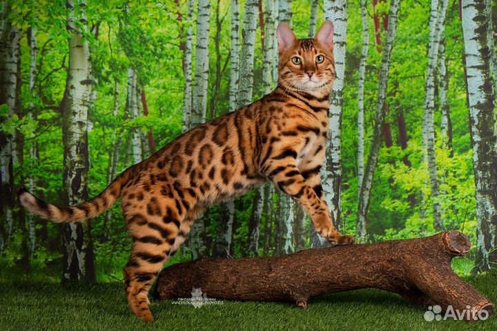 Бенгальский мачо