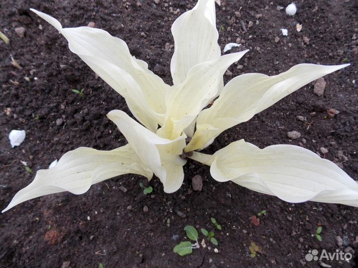 Хосты узколистные