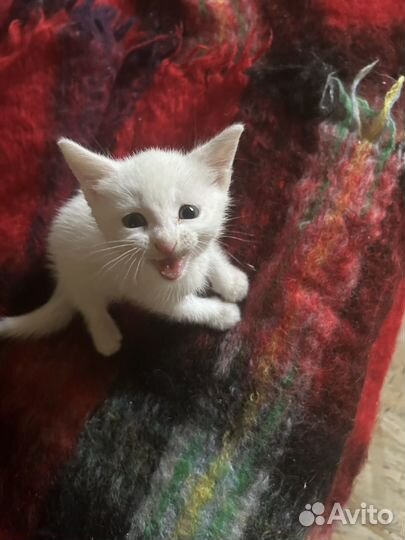 Котенок белый кришнаит