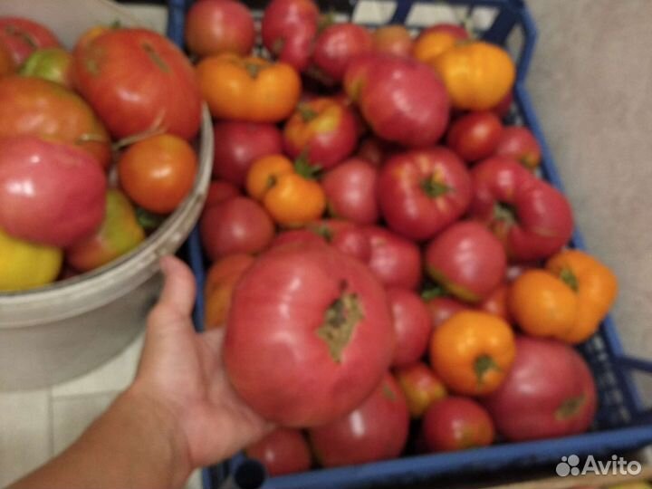 Рассада помидоры,томаты