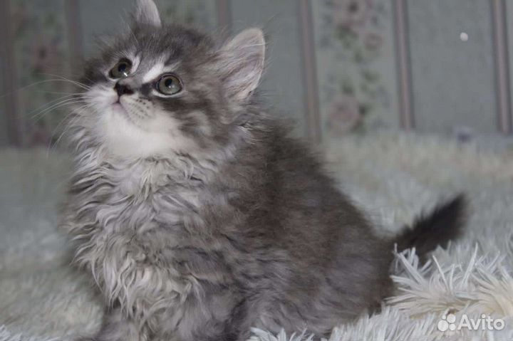 Девочка хайленд страйт