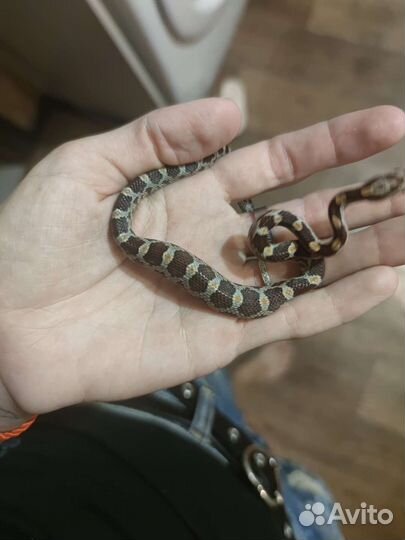 Змея маисовый полоз