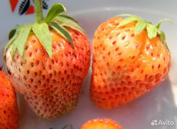 Саженцы клубники/виктории крупноплодной