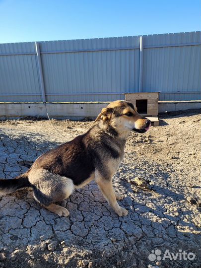 Собака в добрые руки отдам бесплатно