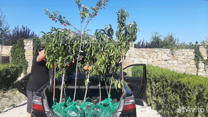 Саженцы персика плодоносящего