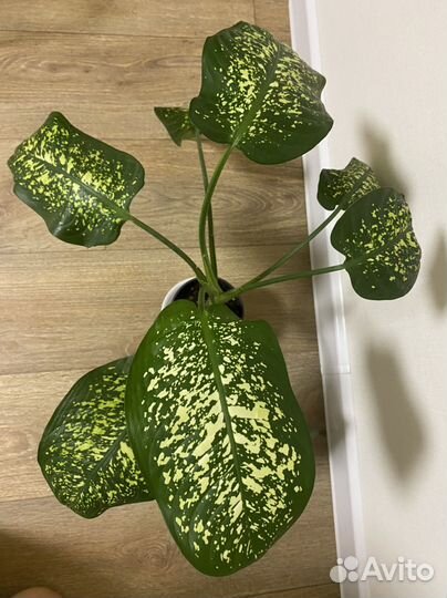 Диффенбахия