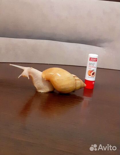 Улитки ахатины