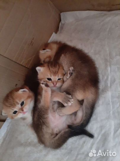 Золотые котята