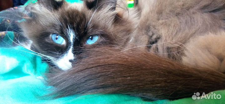 Кошка в дар бесплатно