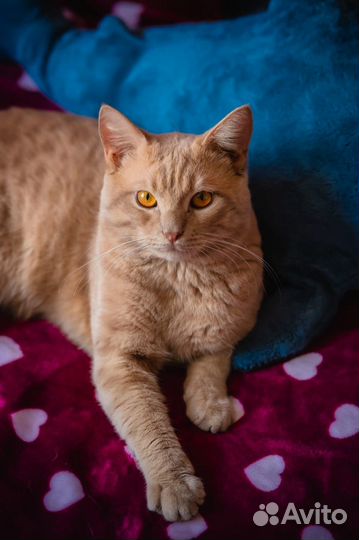 Кот палевый