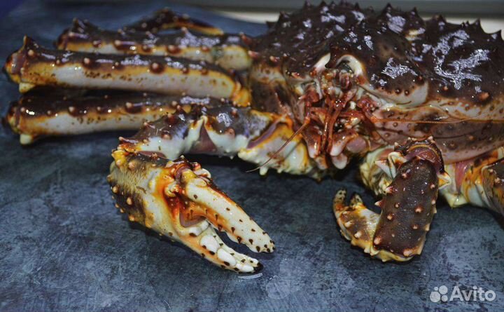 Устрицы,ежи, морепродукты