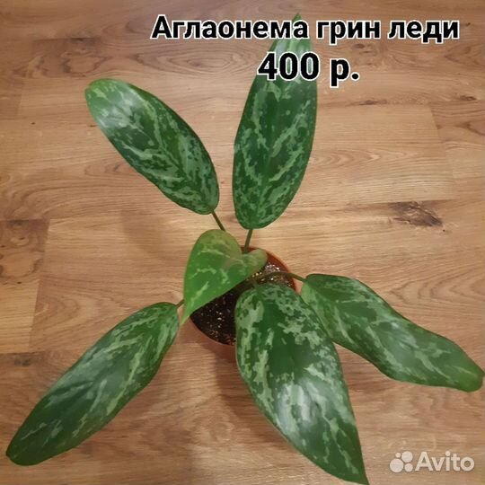 Сортовые аглаонемы