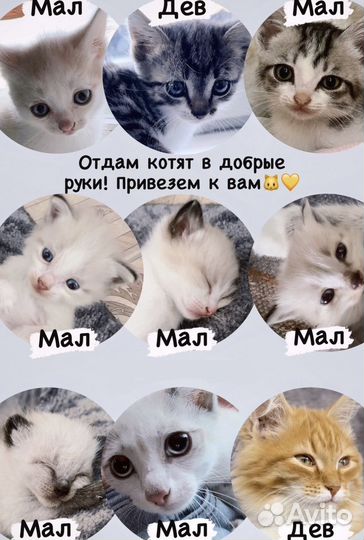 Котята в добрые руки