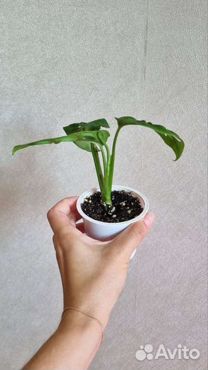 Монстера манки (адансона)