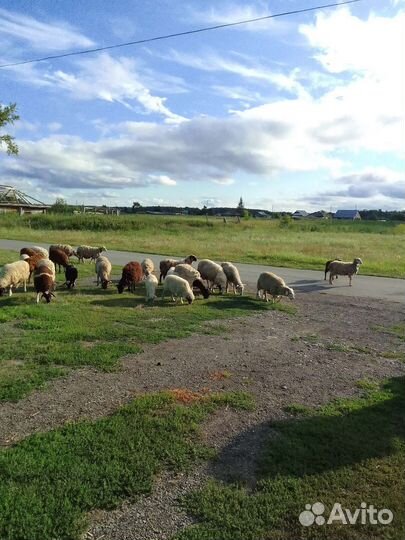 Молодые бараны 3 мес с маткой или без