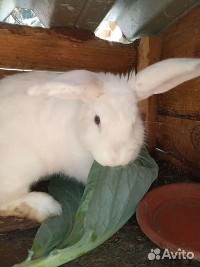 Кролики мясных пород