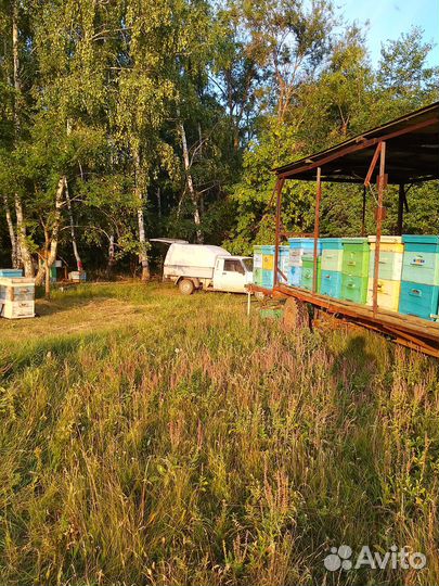 Мёд в розницу и оптом с личной пасеки