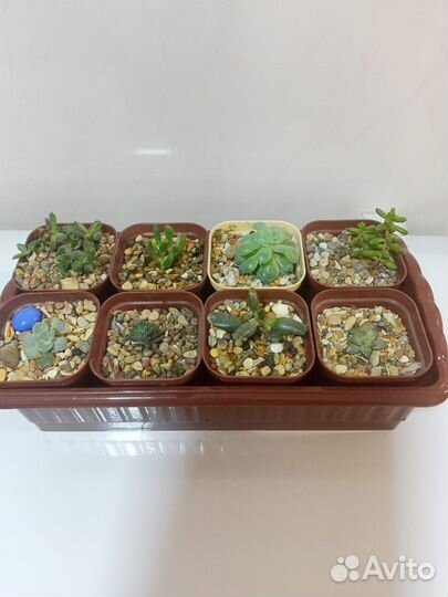 Кактусы и суккуленты