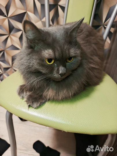 Продается милейшая кошка