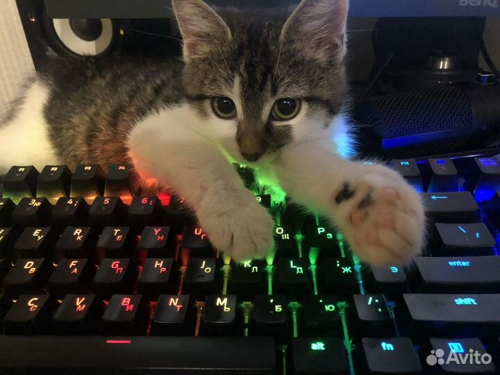 Игровая клавиатура Razer Blackwidow X TE Chroma