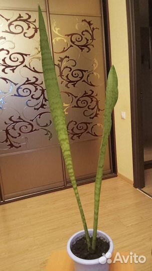 Сансевиерия