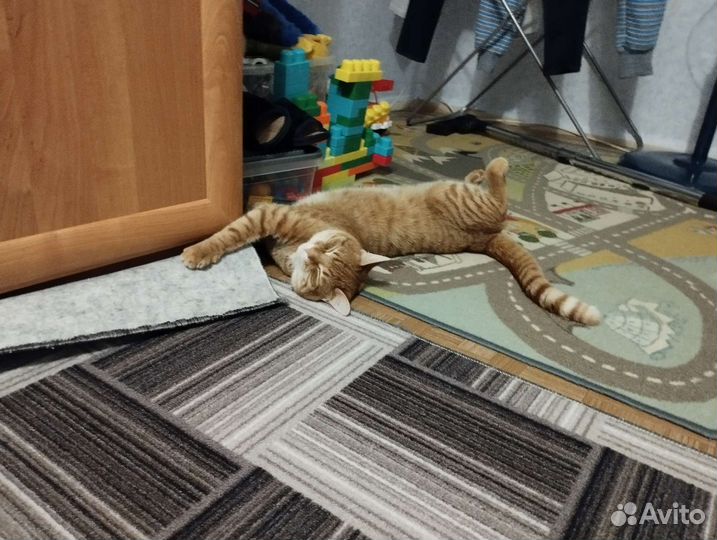 Отдам котика в добрые руки приучен к лотку