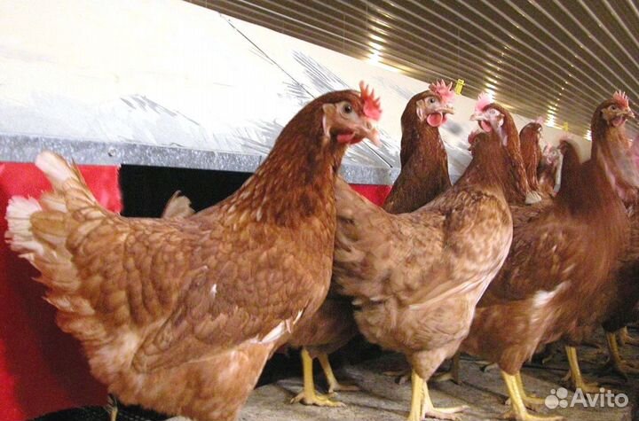 Куры Несушки, Бесплатная доставка