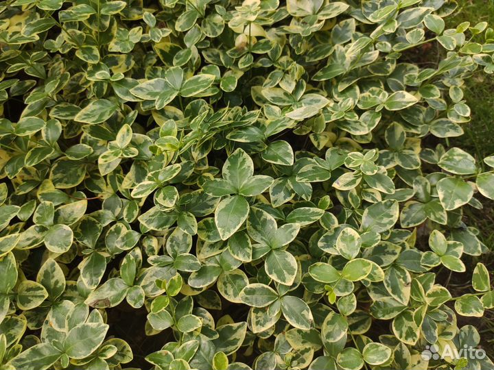 Барвинок пестролистный