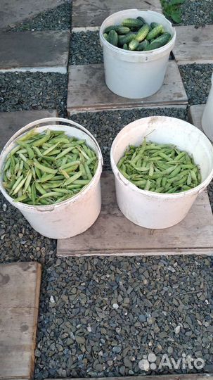 Огурцы свежие домашние