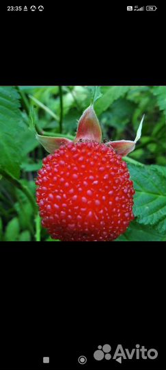 Пионы, щебетская малина, гортензия