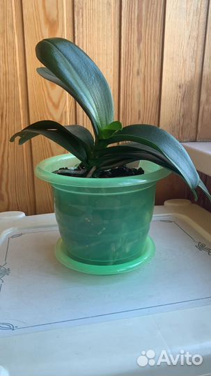 Фаленопсис редкость