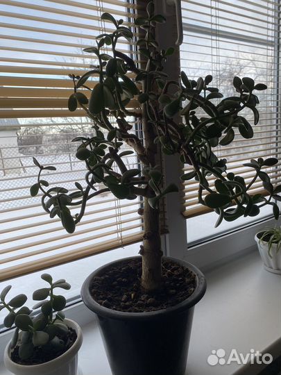 Толстянка, денежное дерево