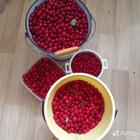 Вишня домашняя