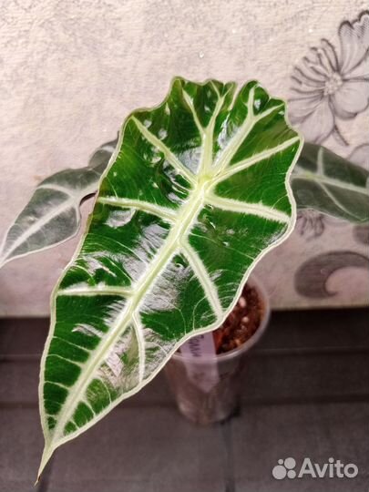 Алоказия Полли