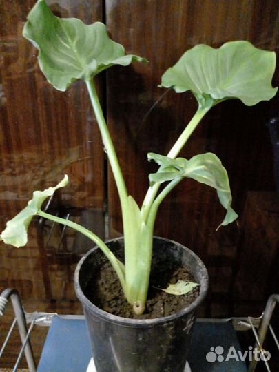 Цветы для дома