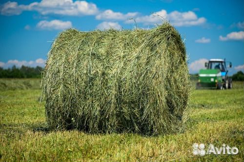 Сено в рулонах и брикетах
