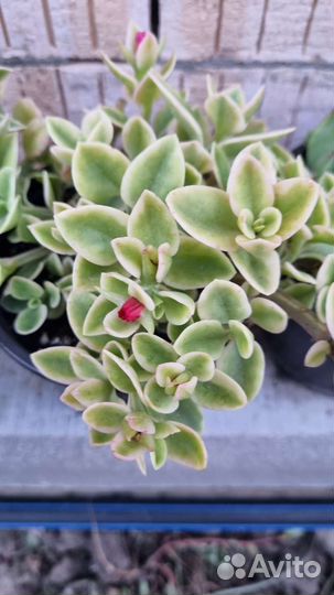 Аптения вариегатная